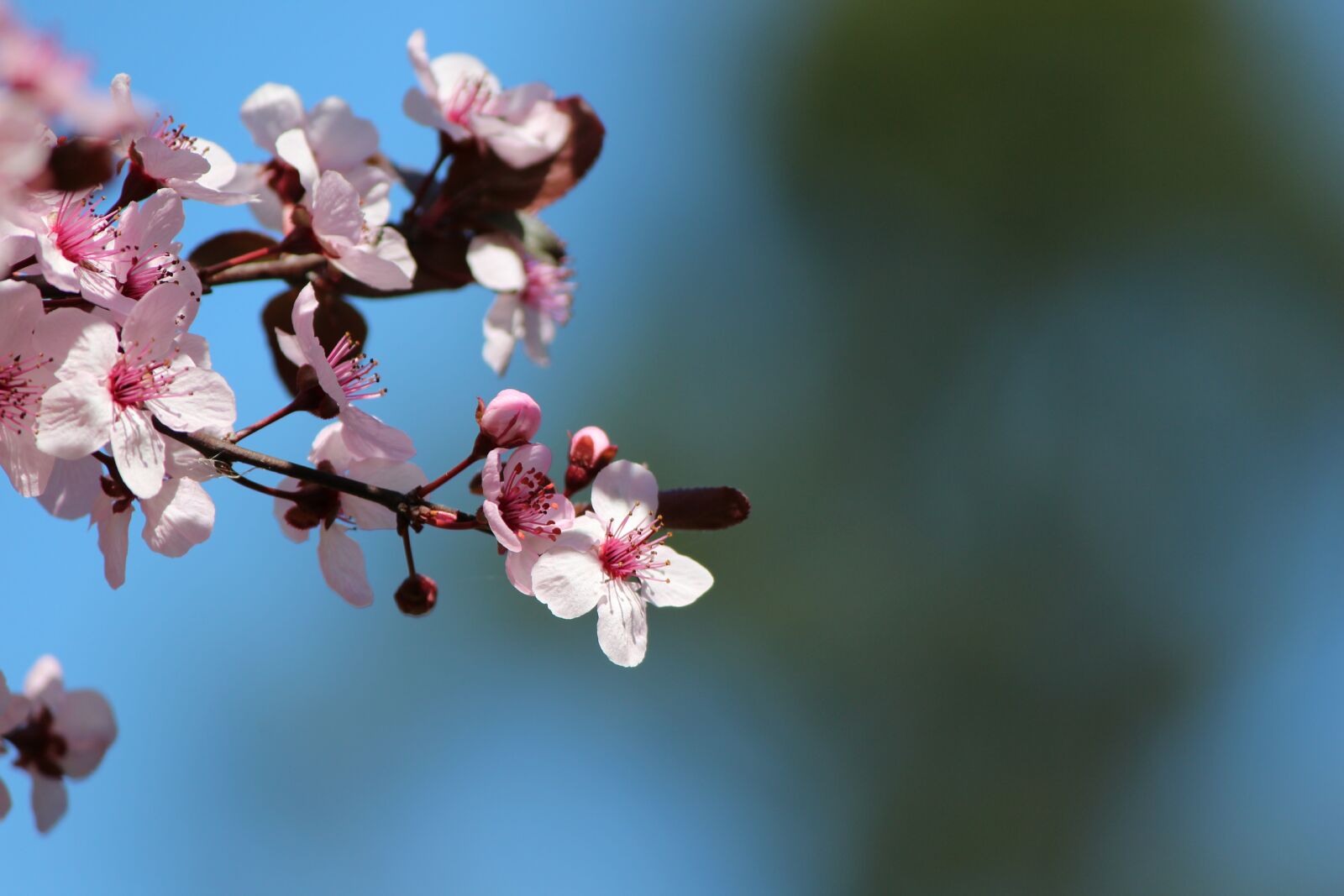Canon EOS 600D (Rebel EOS T3i / EOS Kiss X5) sample photo. Cherry, blossom, tree photography