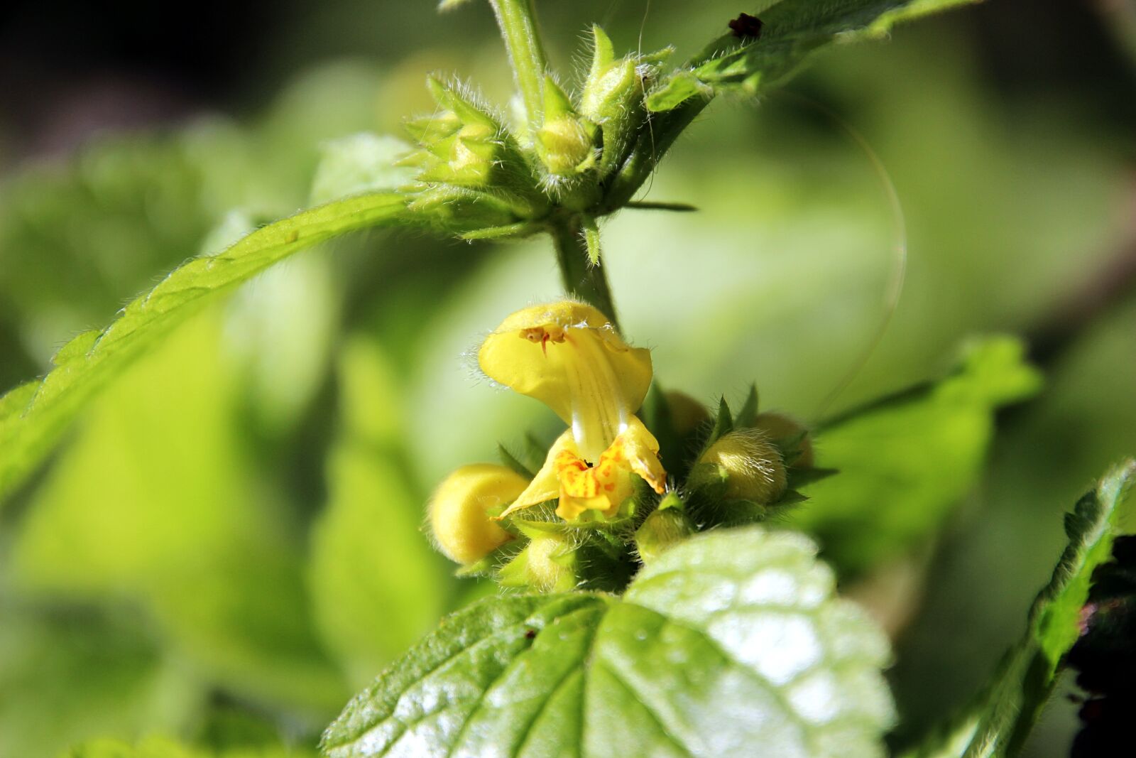 Canon EOS 600D (Rebel EOS T3i / EOS Kiss X5) sample photo. Spring, bloom, yellow photography