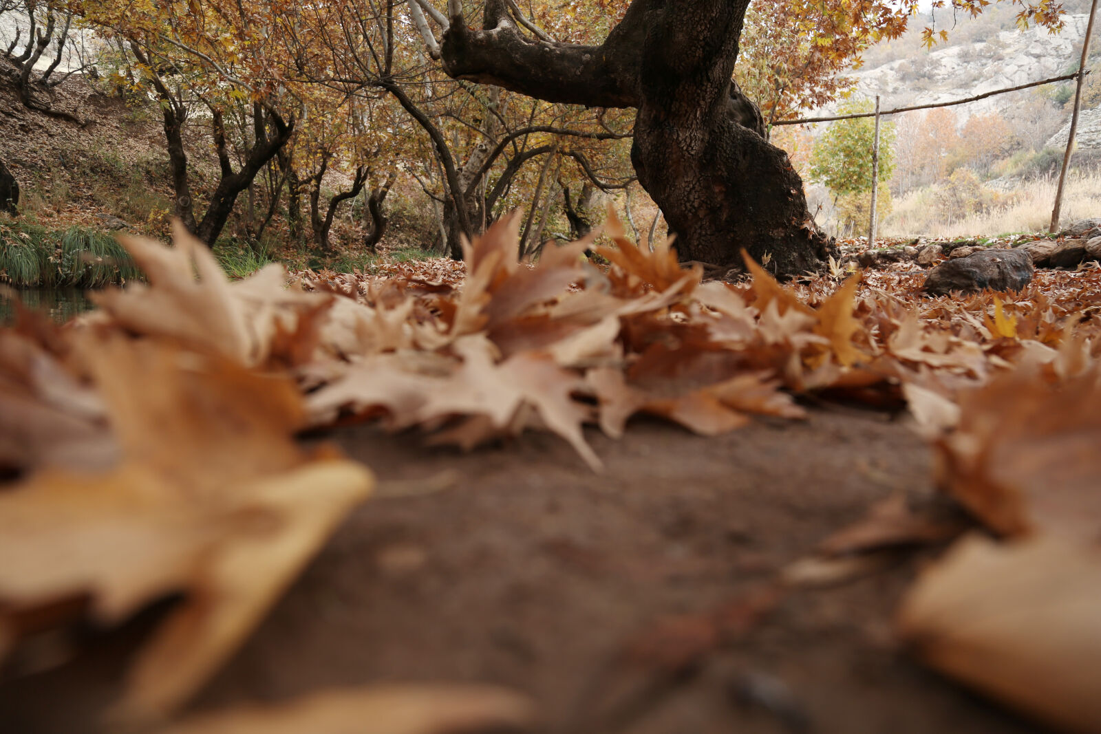 Canon EF 24-105mm F4L IS USM sample photo