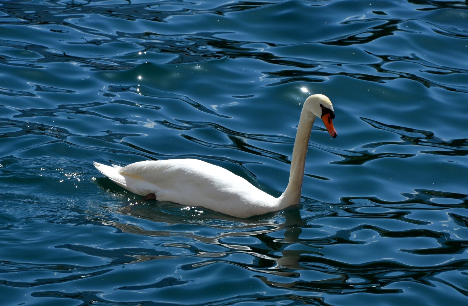 Nikon D5100 sample photo. Water, nature, bird photography