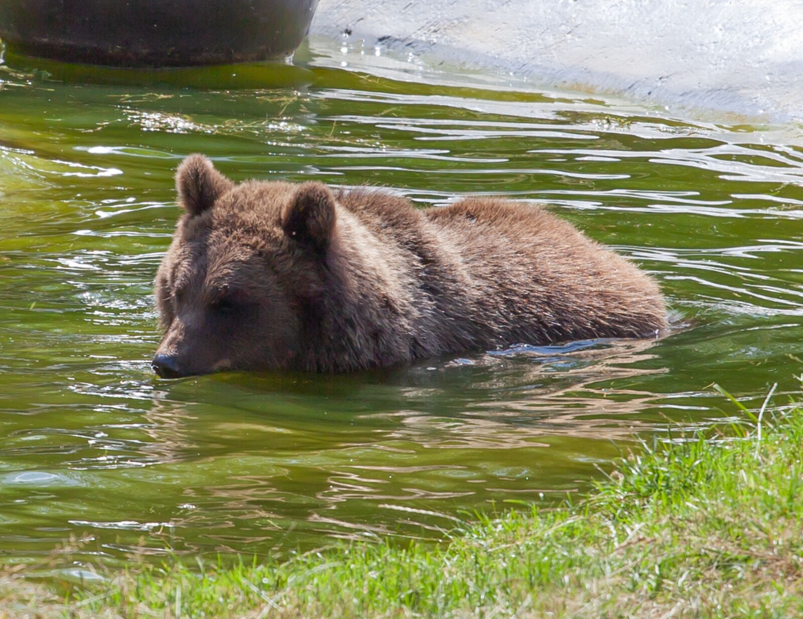 Canon EF 70-200mm F4L USM sample photo. Brown bear swimming, brown photography