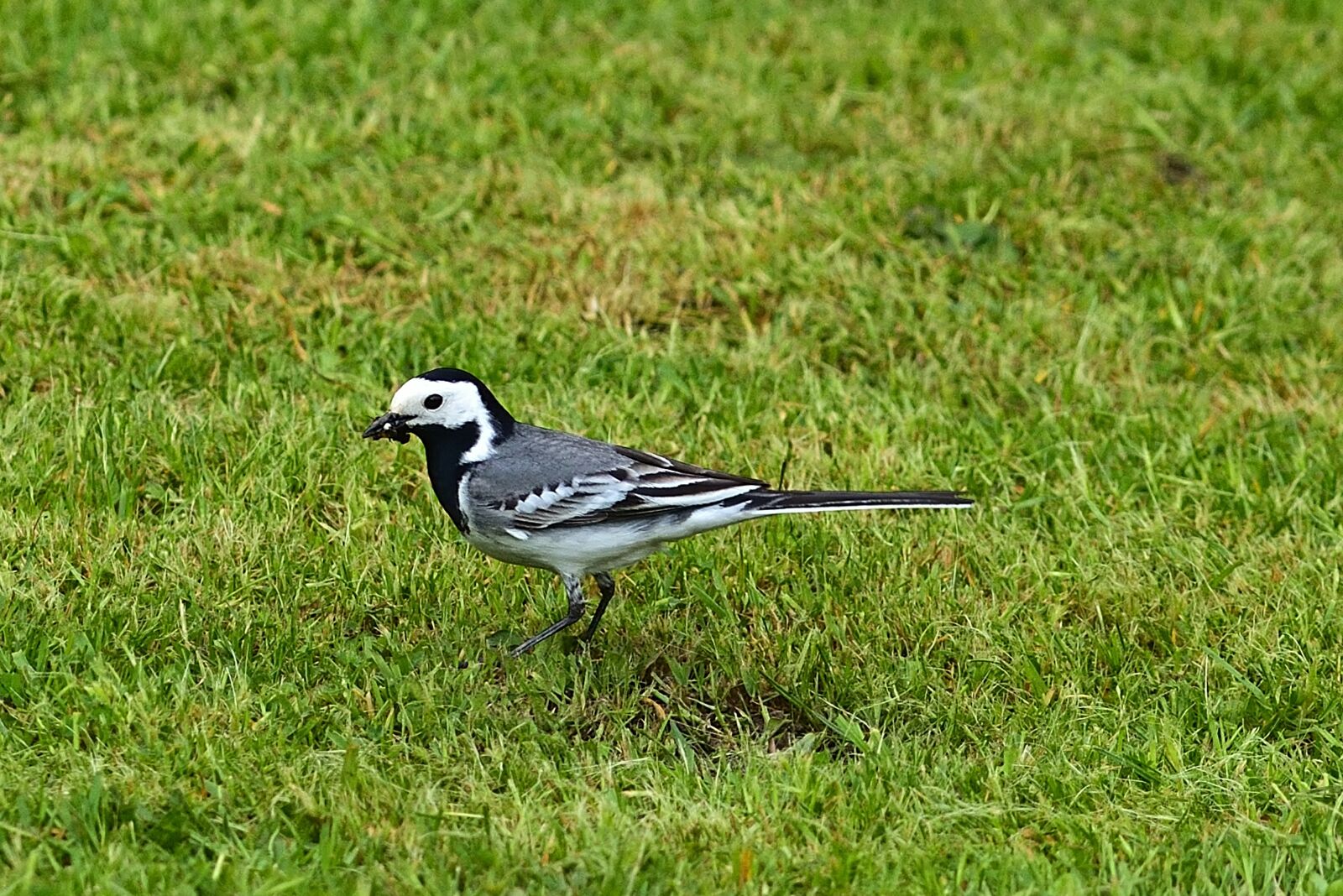 Nikon D5200 sample photo. Garden, white wagtail, bird photography