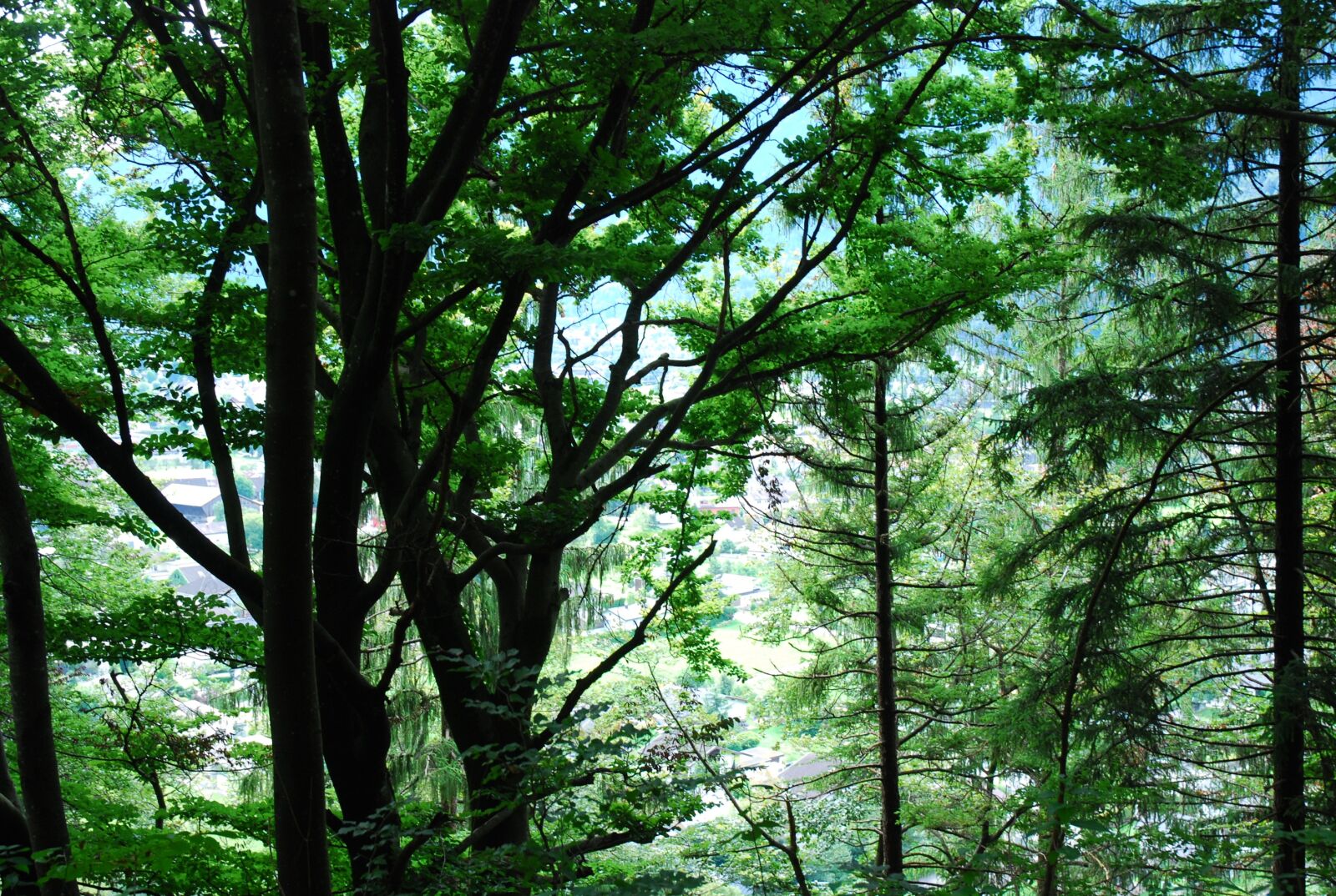 Nikon D80 sample photo. Wood, nature, tree photography