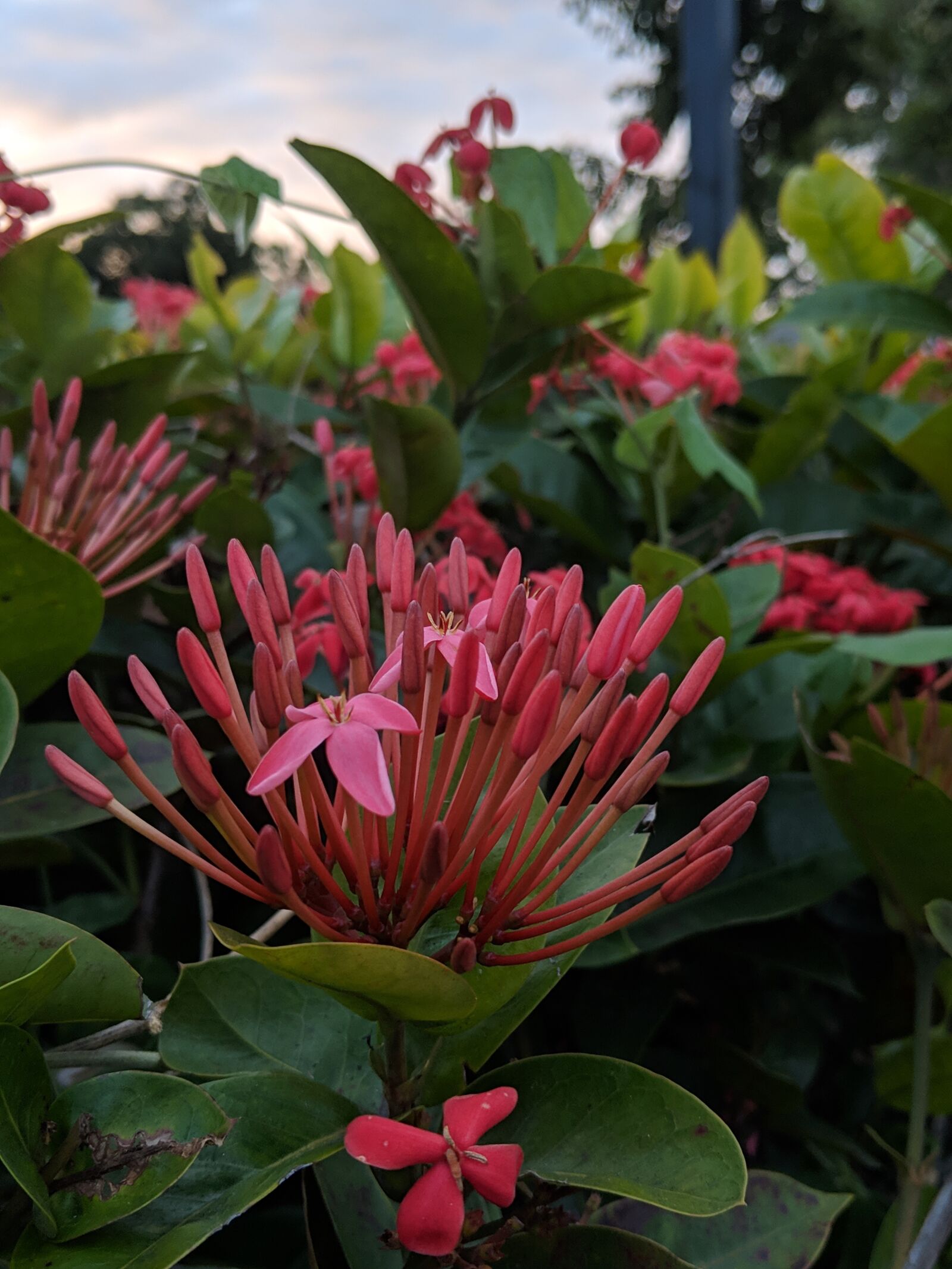 Google Pixel 2 XL sample photo. Red, flower, garden photography