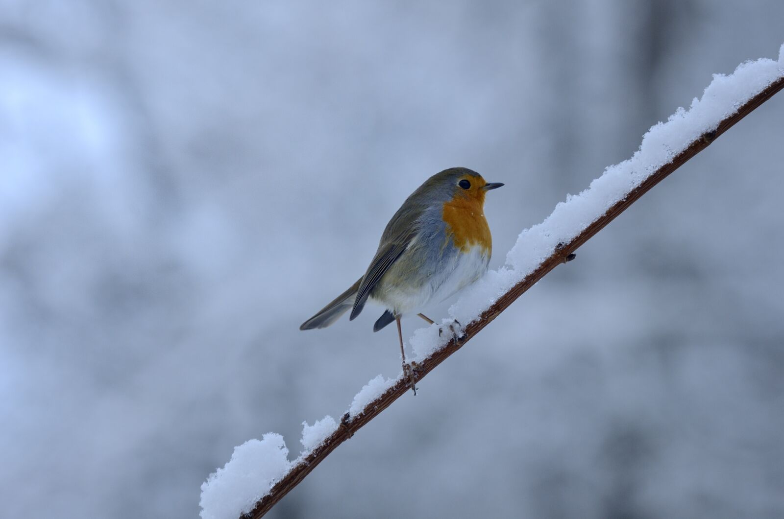 Nikon D7000 sample photo. Rotbrüstchen, bird, winter photography