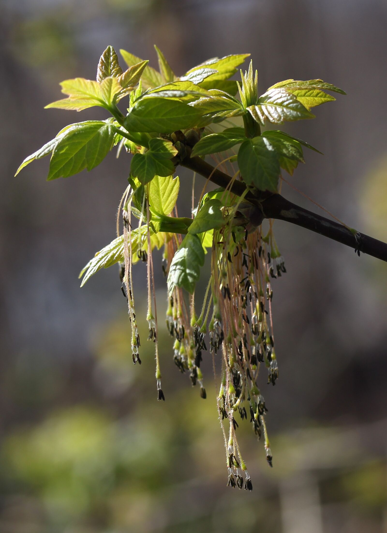 Canon EF-S 60mm F2.8 Macro USM sample photo. Tree, inflorescence, green photography