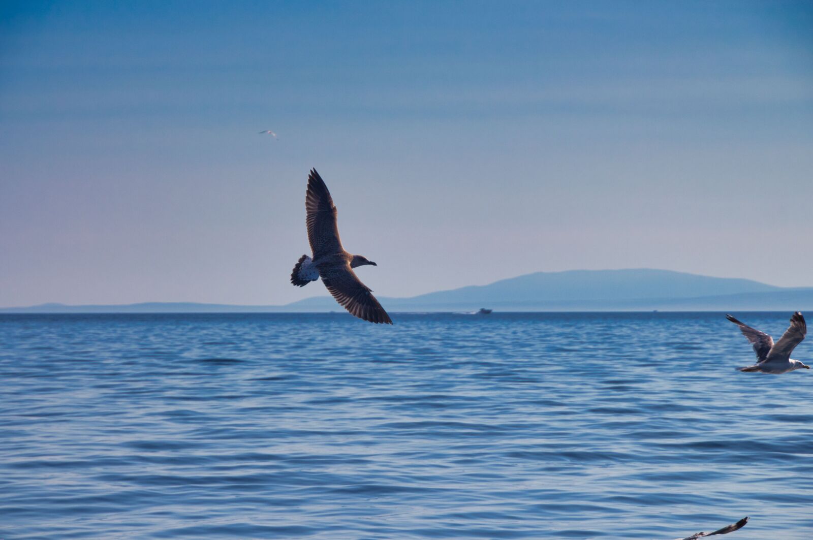 Canon EOS 700D (EOS Rebel T5i / EOS Kiss X7i) sample photo. Sea, bird, seagull photography