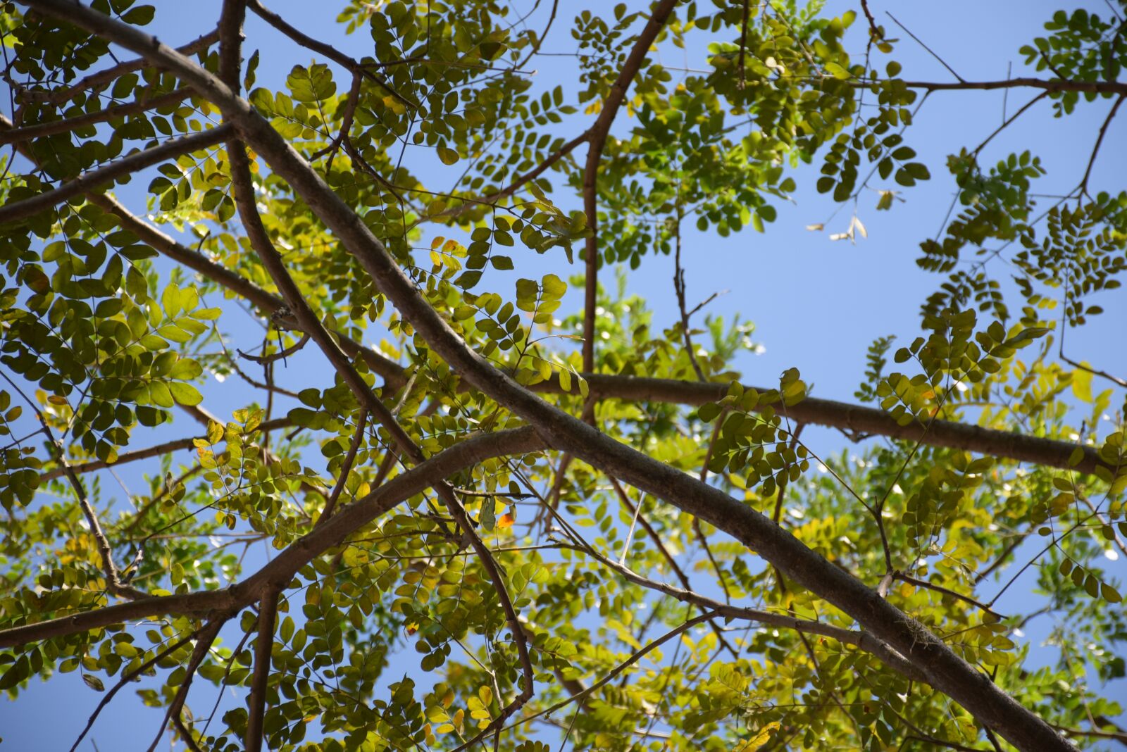 Nikon D7200 sample photo. Tree, nature, landscape photography