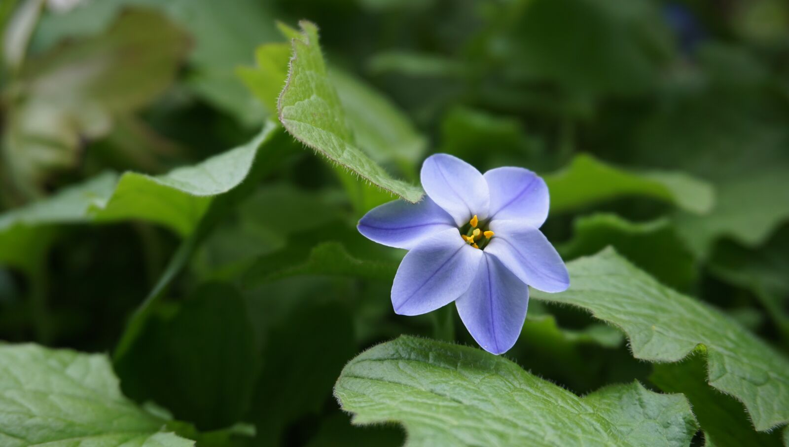 Sony a6000 sample photo. Flower, blue, leaves photography