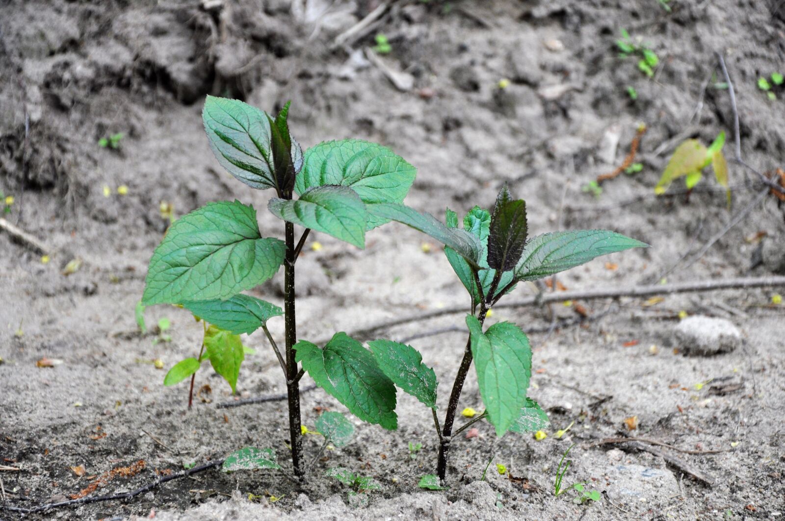 Nikon D90 sample photo. Spring, plant, april photography