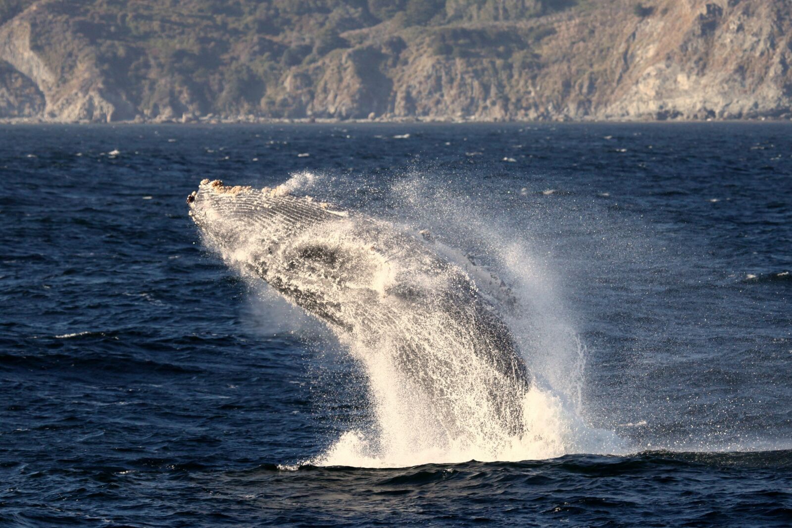 Canon EOS 5D Mark II sample photo. Whale, humpback, breaching photography
