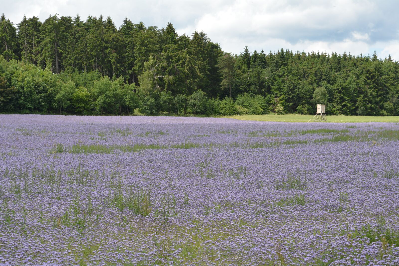 Nikon D5200 sample photo. Purple, field, flowers photography