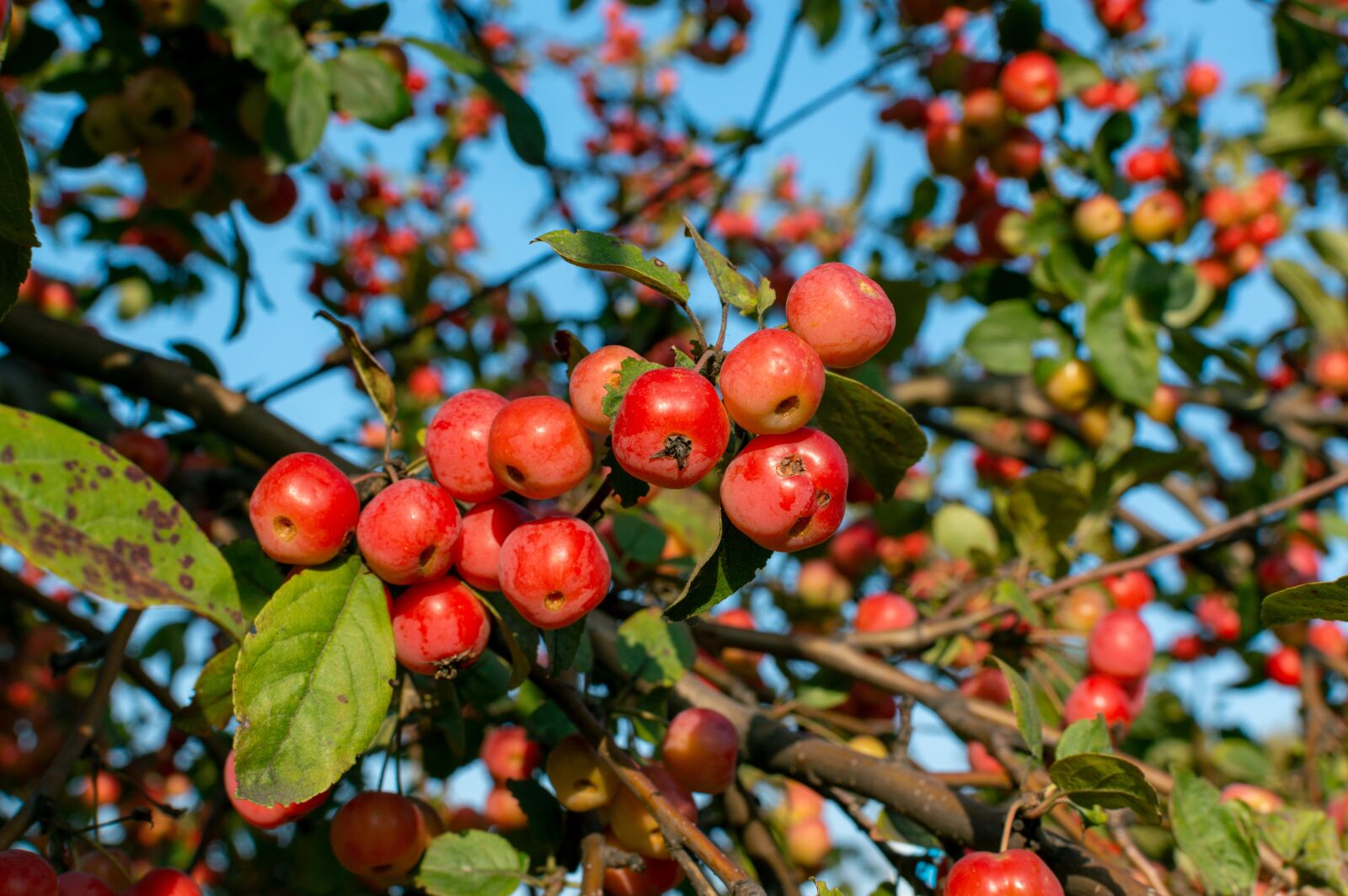 Nikon D3200 sample photo. Apples, tree, orchard photography