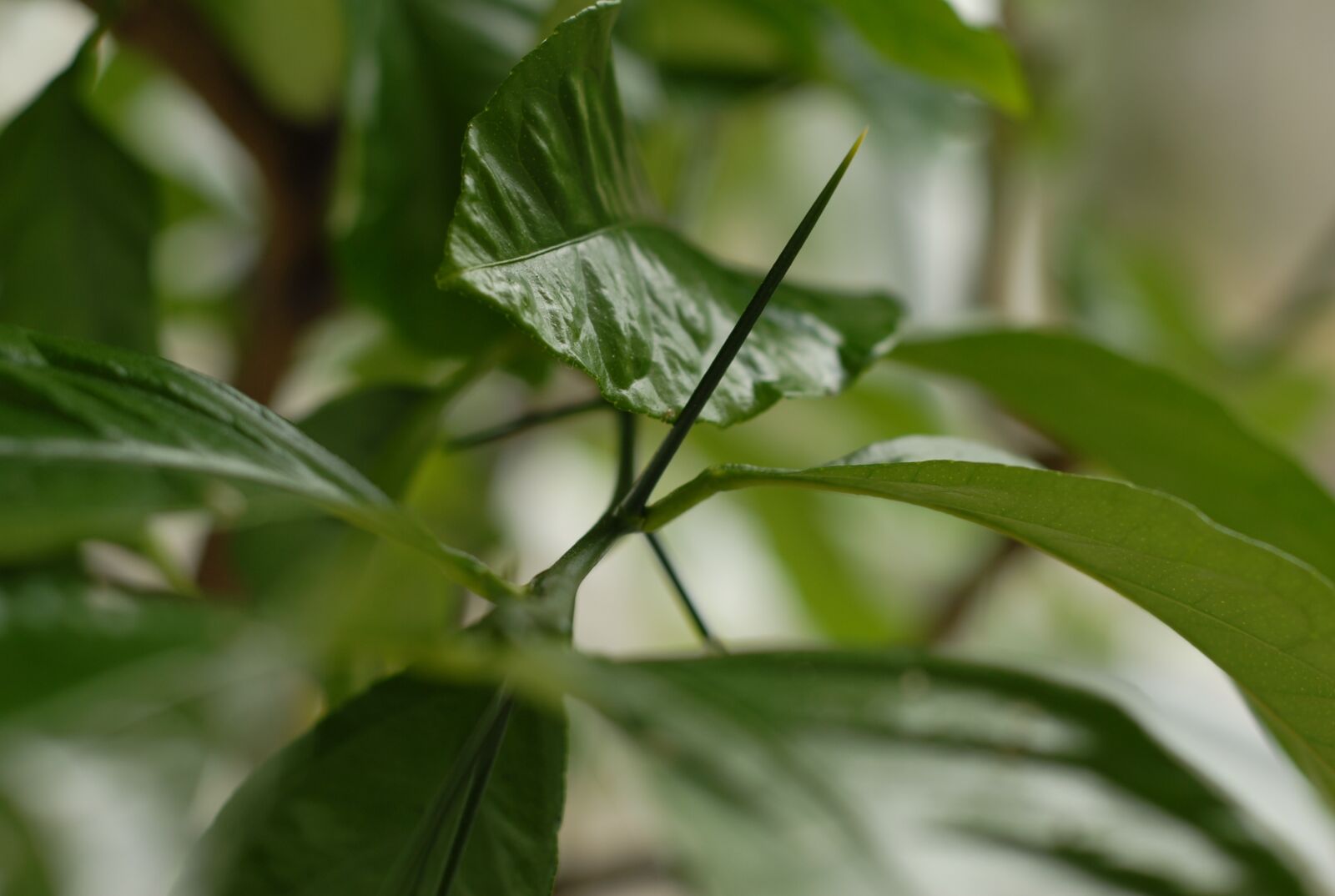 Nikon D200 sample photo. Plant, citrus, thorn photography