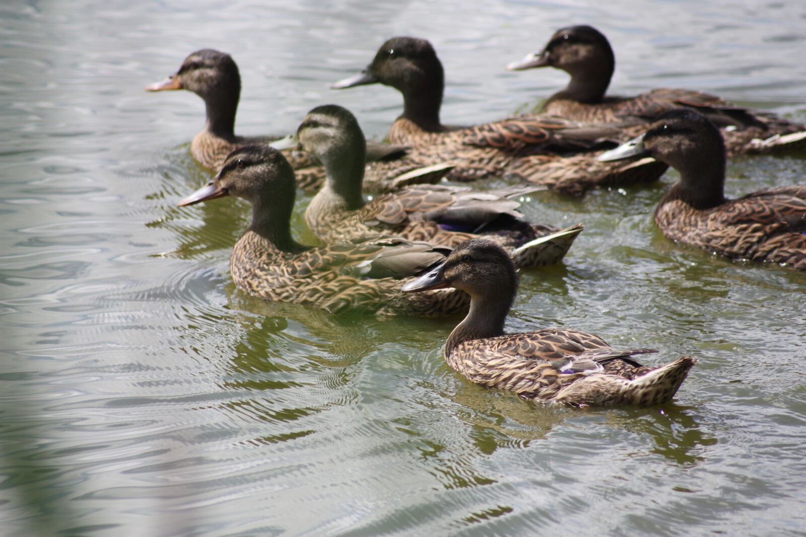 Canon EOS 450D (EOS Rebel XSi / EOS Kiss X2) sample photo. Nature, ducks, pond photography