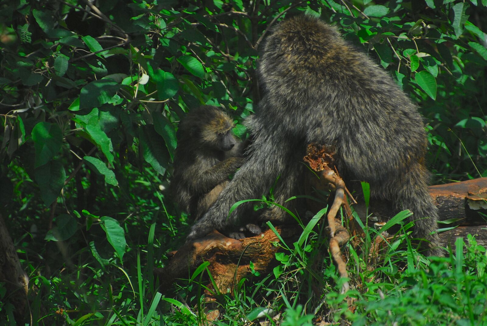 Nikon D200 sample photo. Baboon, baboons, monkey photography