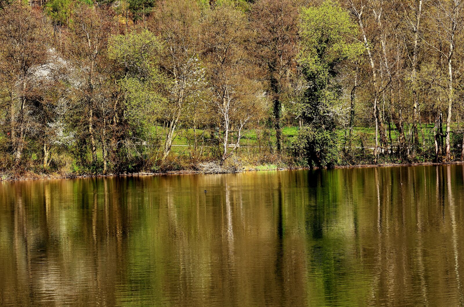 Nikon D7200 sample photo. Forest, lake, nature photography