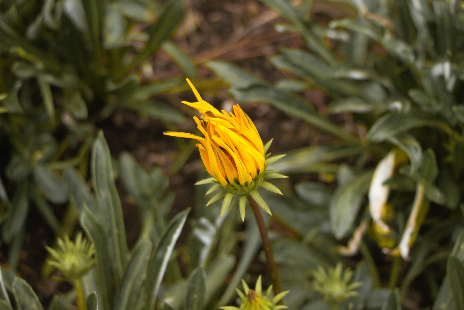 Canon EOS 70D + Canon EF-S 18-135mm F3.5-5.6 IS STM sample photo. Flower, petals, buds photography