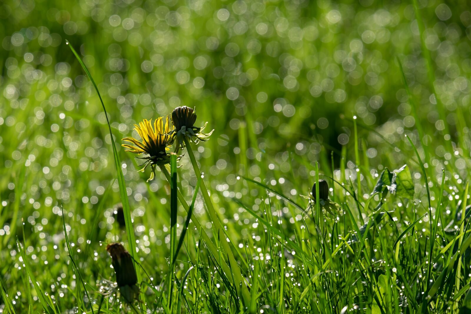 Fujifilm XF 55-200mm F3.5-4.8 R LM OIS sample photo. Dandelion, backlighting, mood photography
