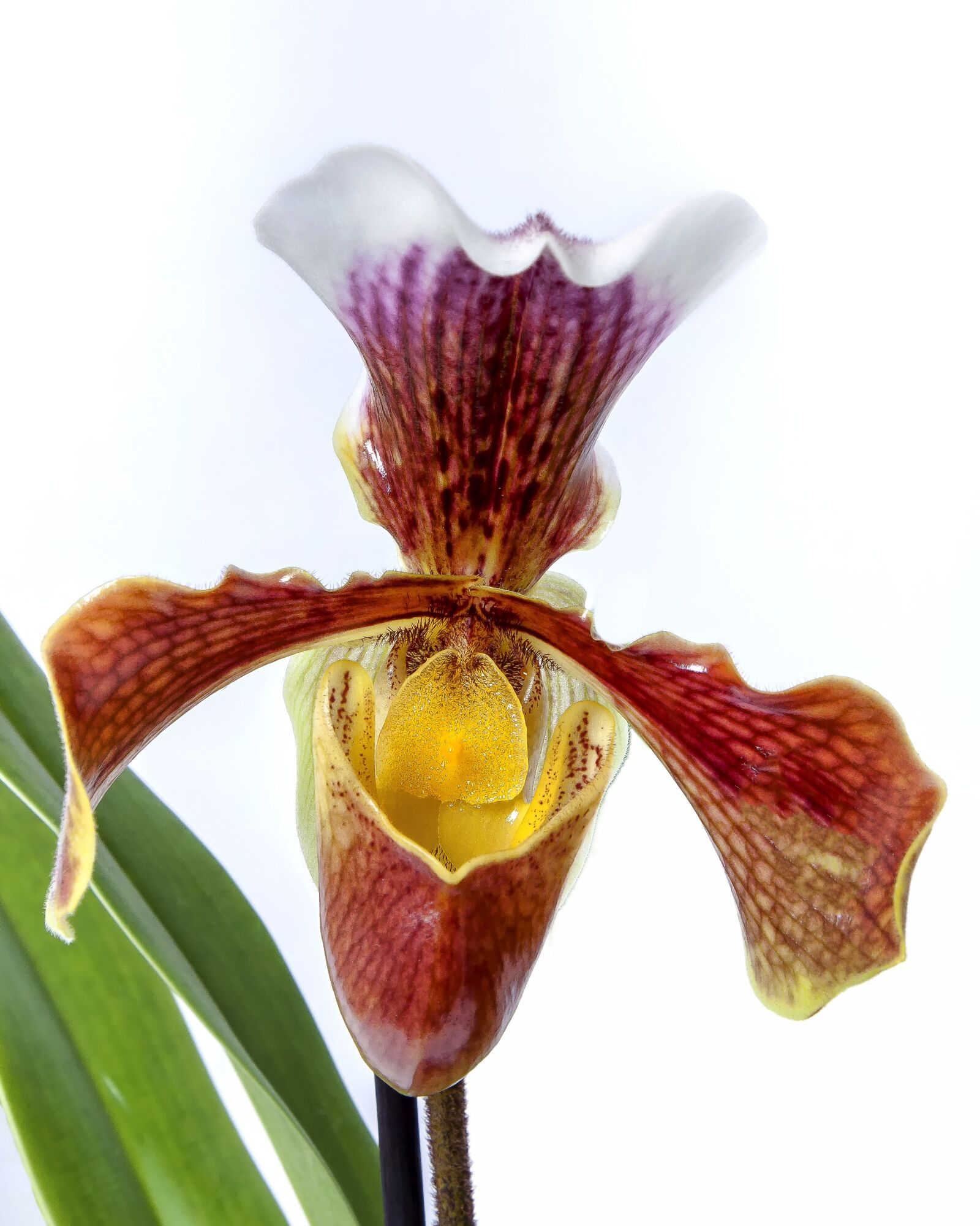 Canon EOS 50D + Canon EF 24-105mm F4L IS USM sample photo. Frauenschuh, orchid, yellow photography