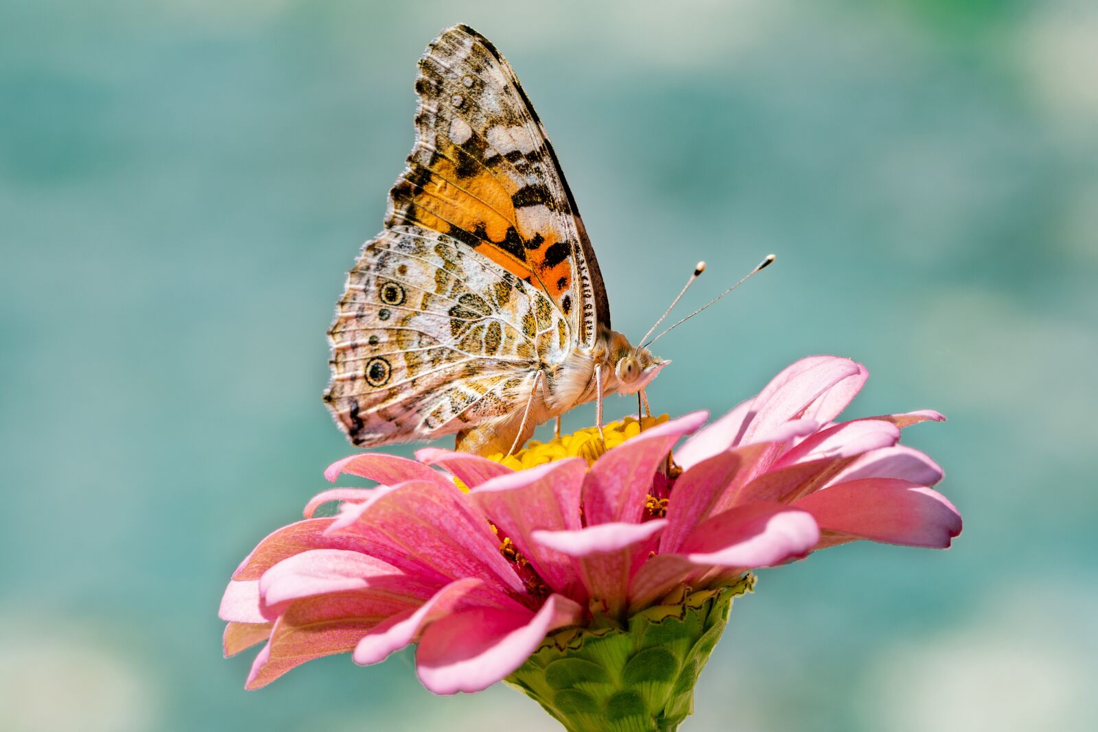 Nikon D7500 sample photo. Butterfly, insect, flower photography