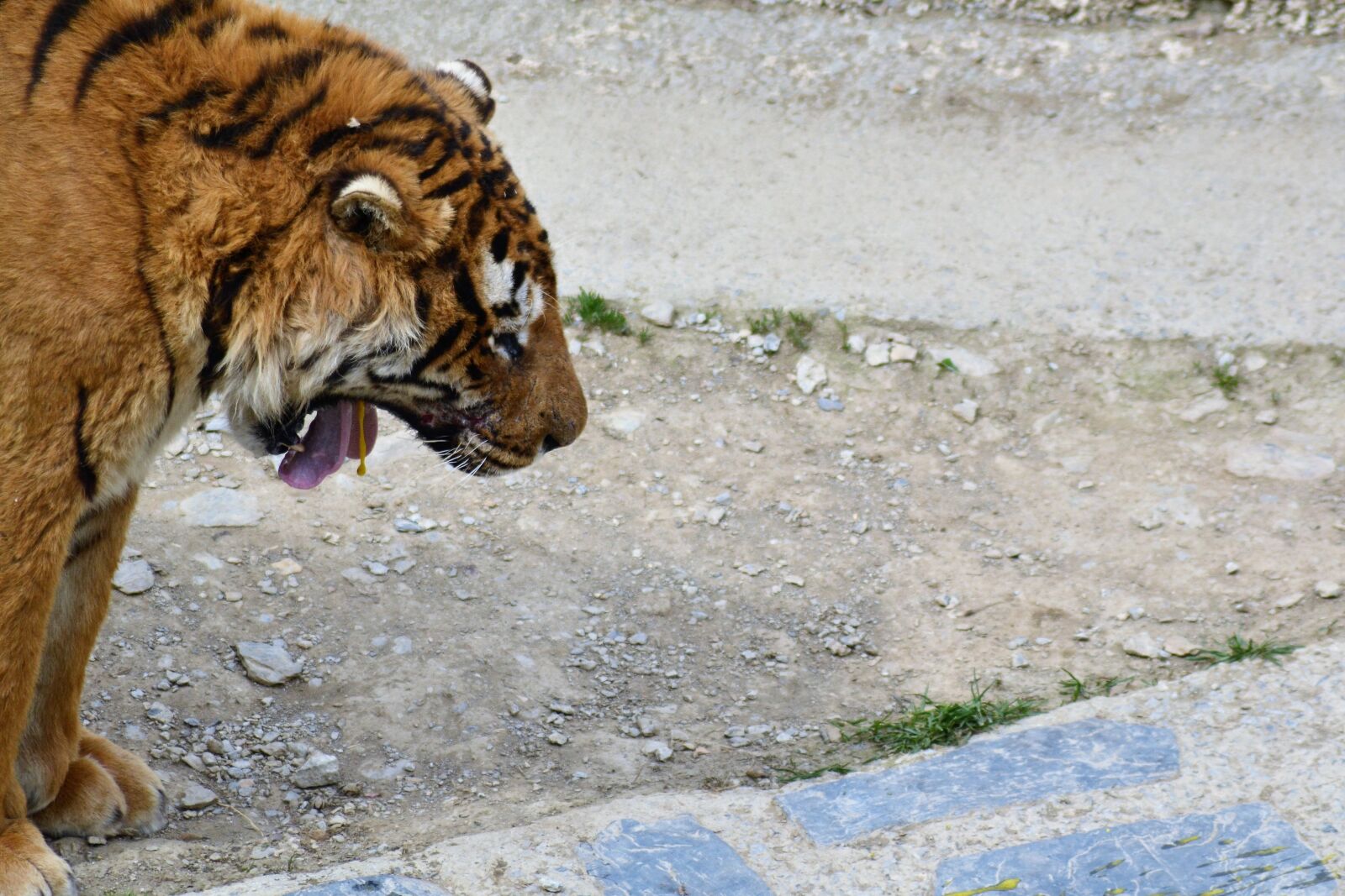 Nikon D3100 sample photo. Tiger, spugd, gal photography