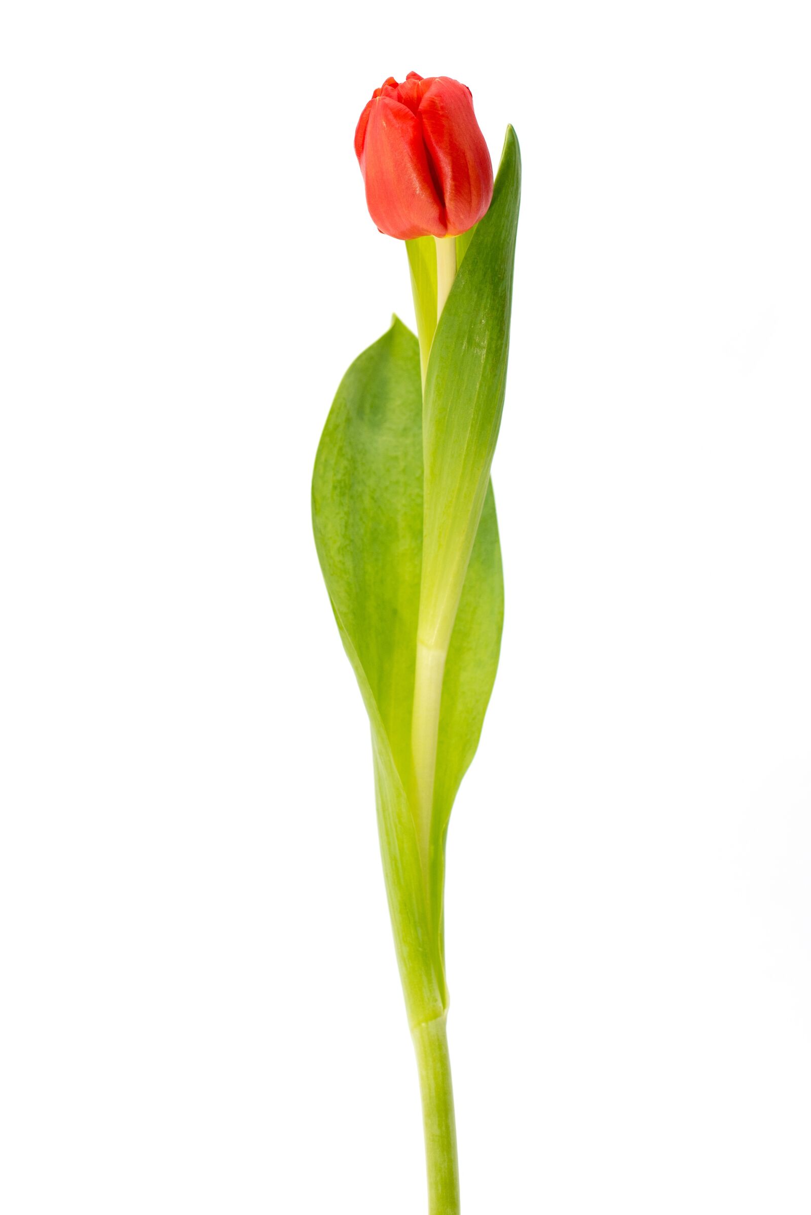 Nikon D750 sample photo. Tulip, red, plant photography