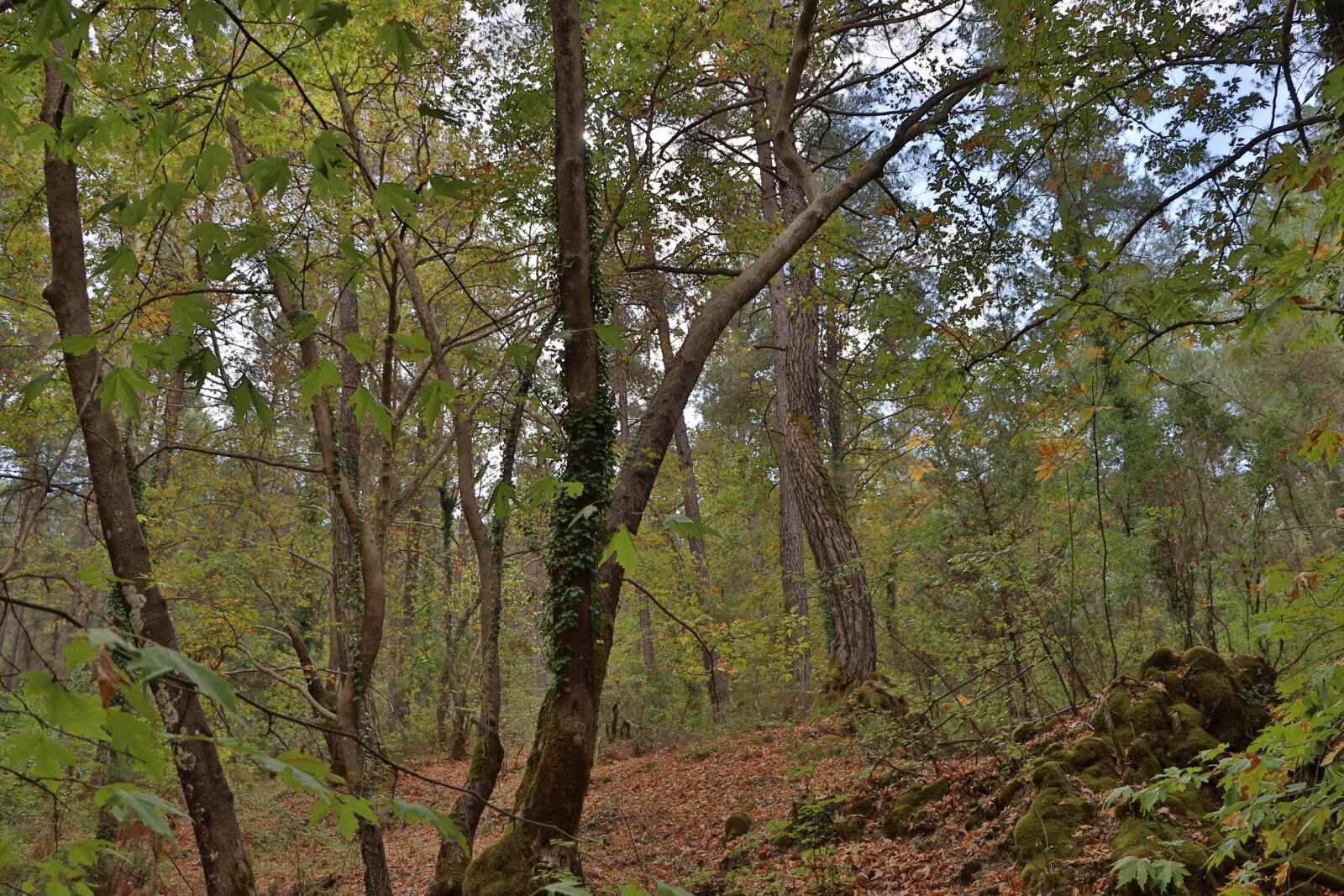 Canon EOS 90D sample photo. Forest, autumn, valley photography