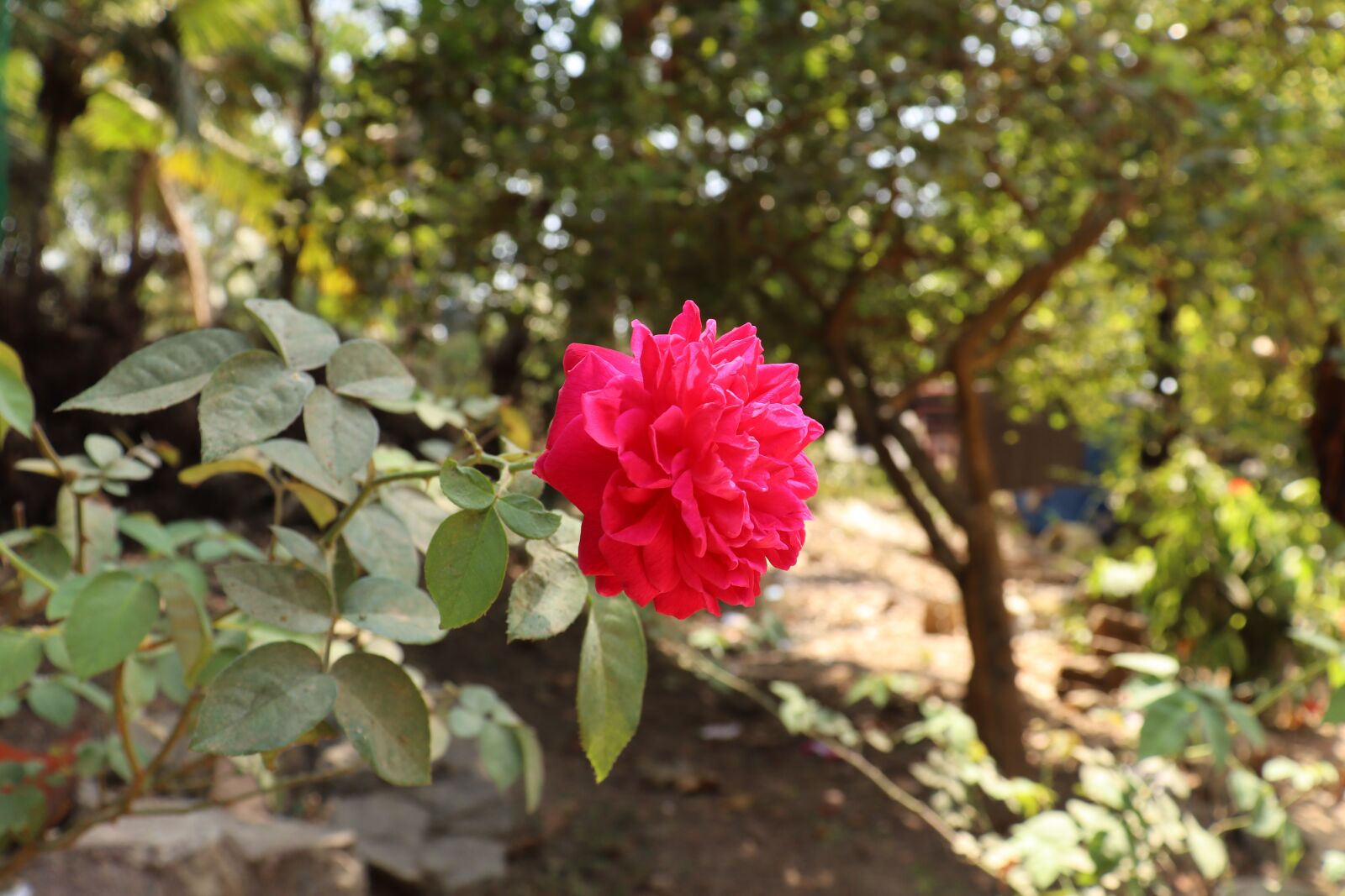 Canon EOS 250D (EOS Rebel SL3 / EOS Kiss X10 / EOS 200D II) sample photo. Rose, kerala, flower photography