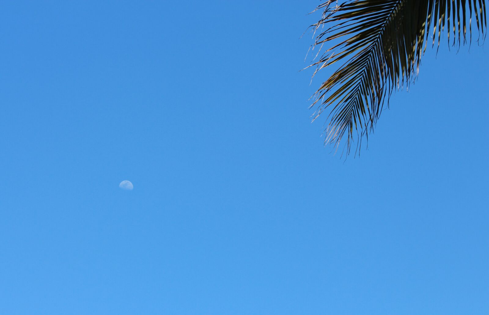 Canon EOS 650D (EOS Rebel T4i / EOS Kiss X6i) sample photo. Moon, day, blue sky photography