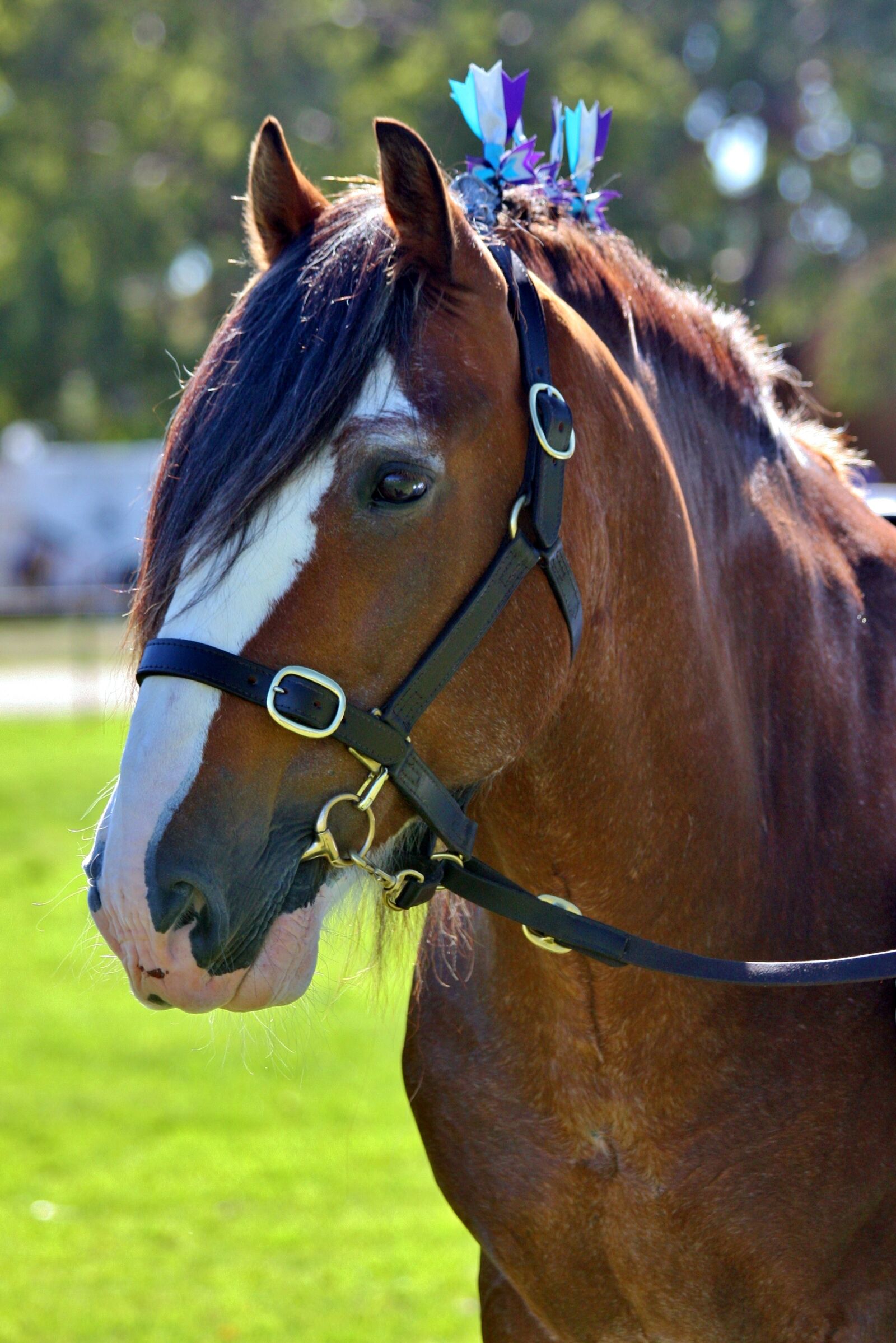 Canon EOS 40D sample photo. Clydesdale, halter, tack photography