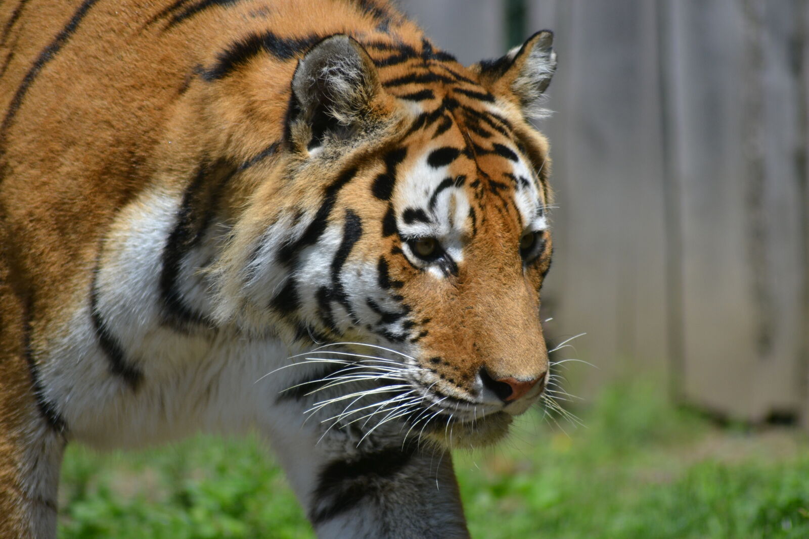 Nikon D3100 sample photo. Tiger photography