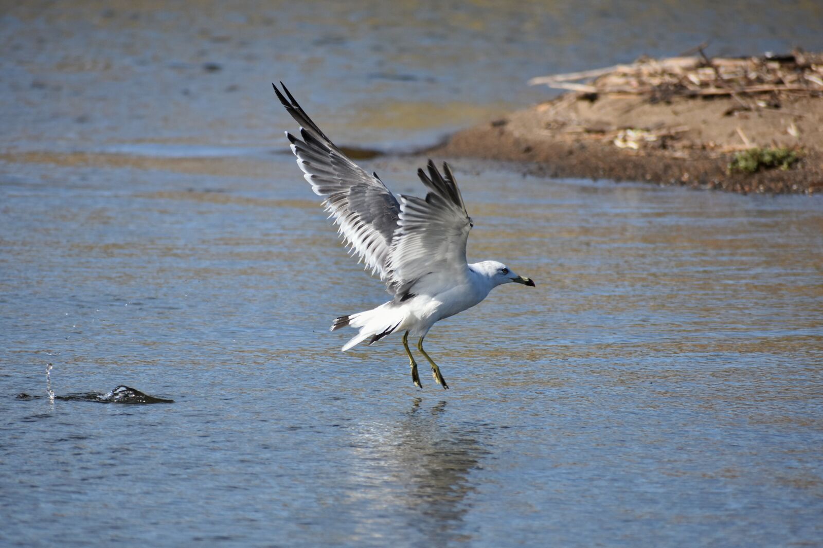 Nikon D7200 sample photo. Animal, sea, beach photography