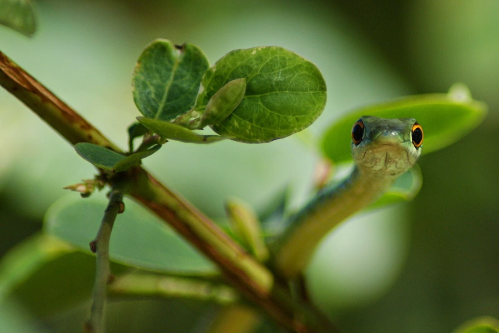 Sony Alpha DSLR-A300 sample photo. Green, green, snake, leaves photography