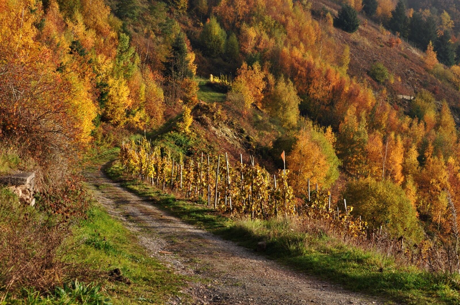 Nikon D90 sample photo. Autumn, mosel, vineyards photography