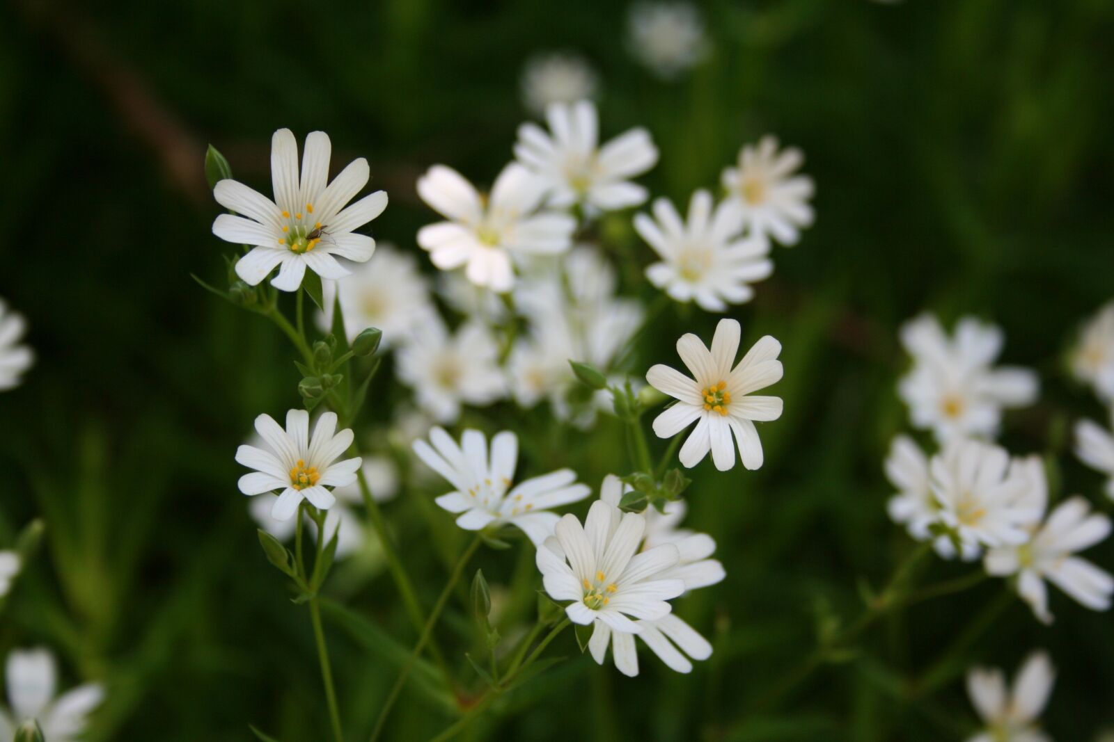 Canon EOS 350D (EOS Digital Rebel XT / EOS Kiss Digital N) sample photo. Marguerite, spring, daisy photography