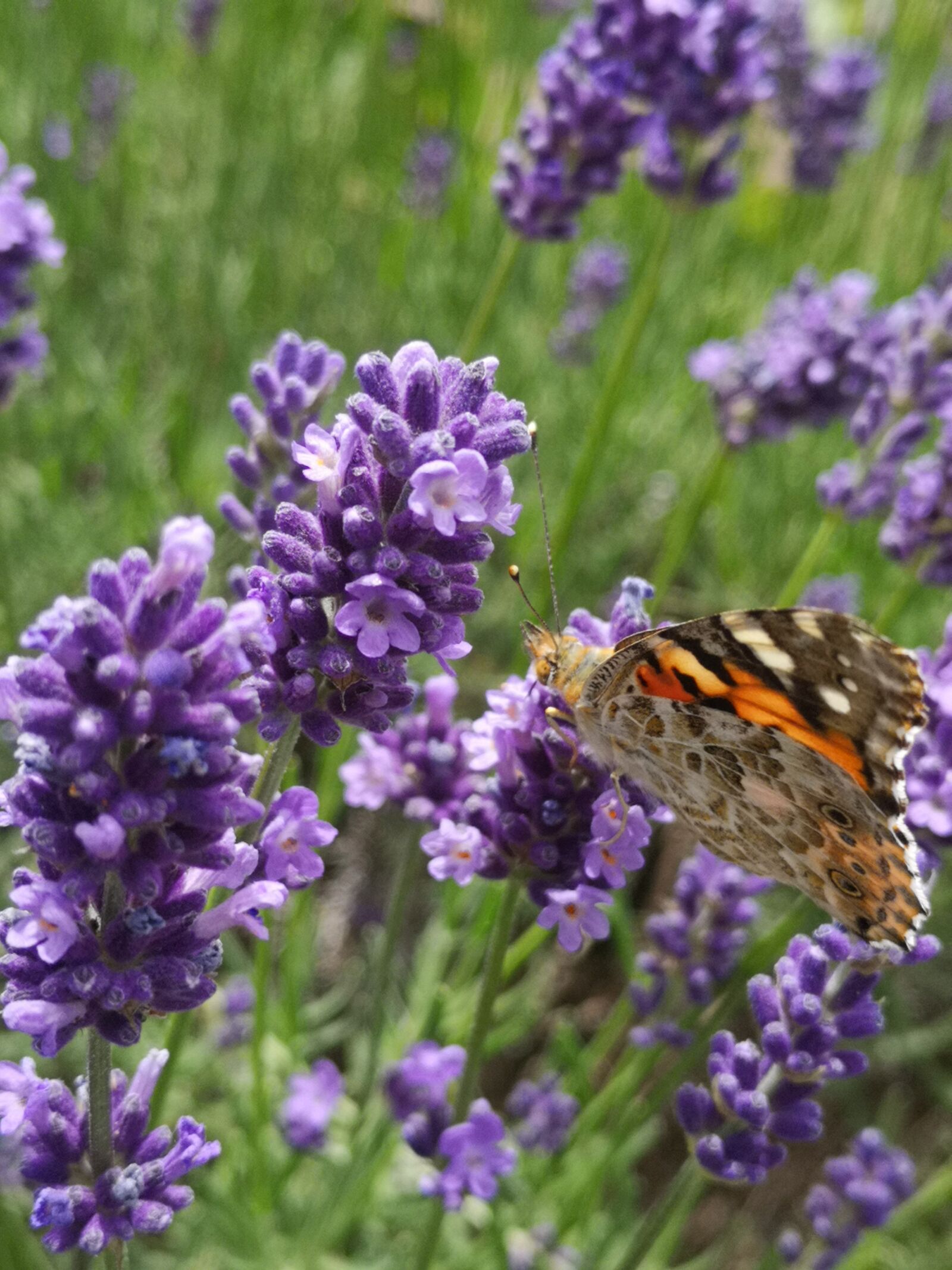 HUAWEI P20 sample photo. Butterfly, lavender, purple photography