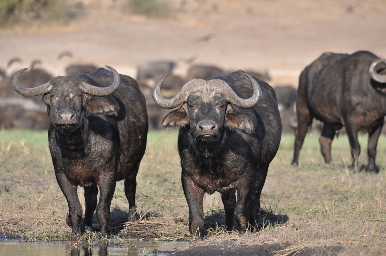 Nikon D90 sample photo. Animal, wildlife, safari photography