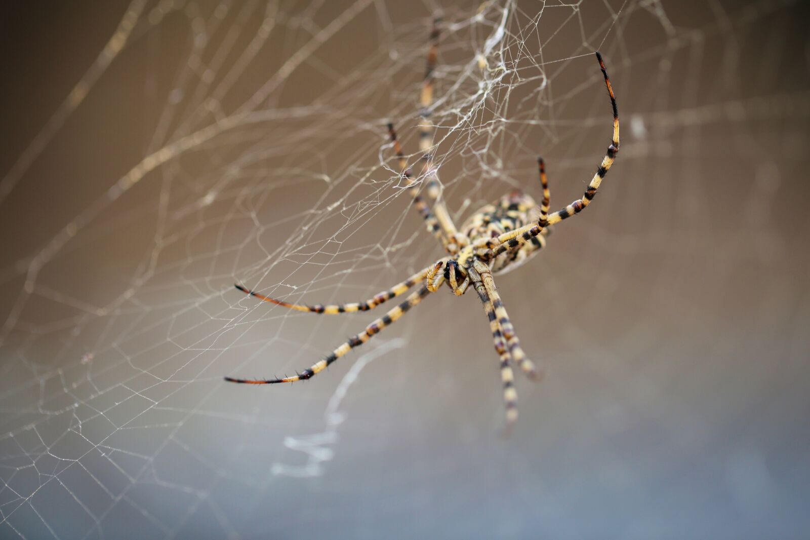 Canon EF 100mm F2.8L Macro IS USM sample photo. Spider, strong, cobweb photography