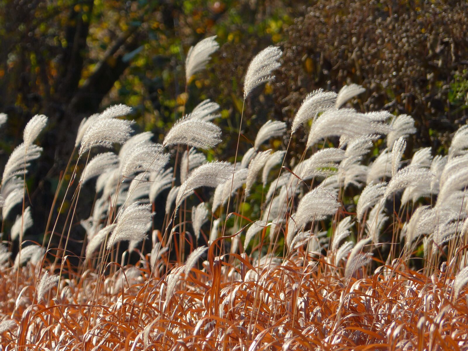 Panasonic Lumix DMC-FZ200 sample photo. Autumn, plant, plants photography