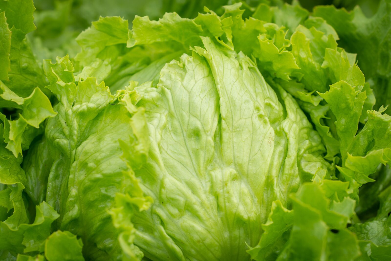 Nikon D7100 sample photo. Salad, head of lettuce photography
