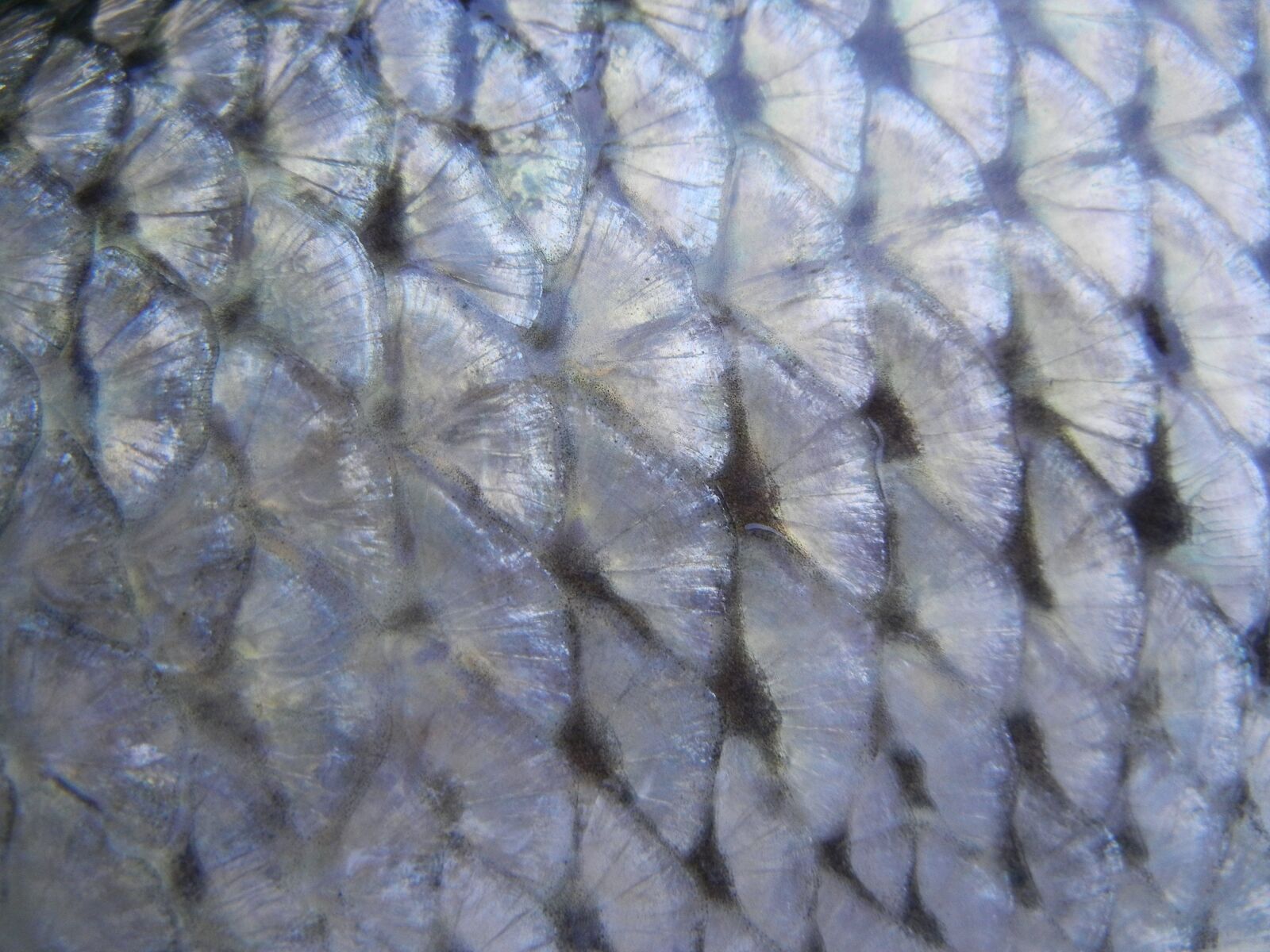 Nikon Coolpix S8100 sample photo. Fish, scale, texture photography