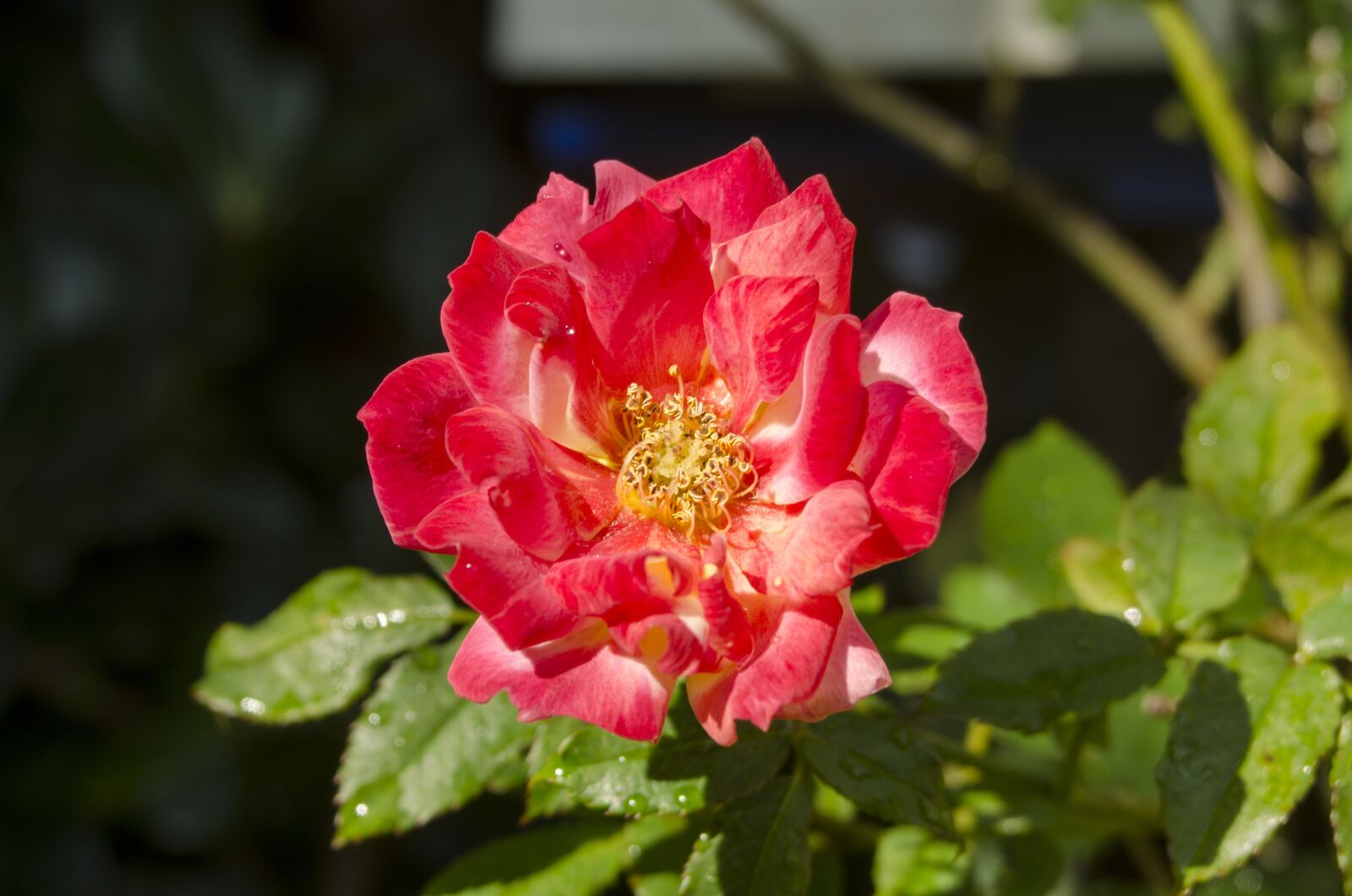 Nikon D5100 sample photo. Macro, affix, flower photography