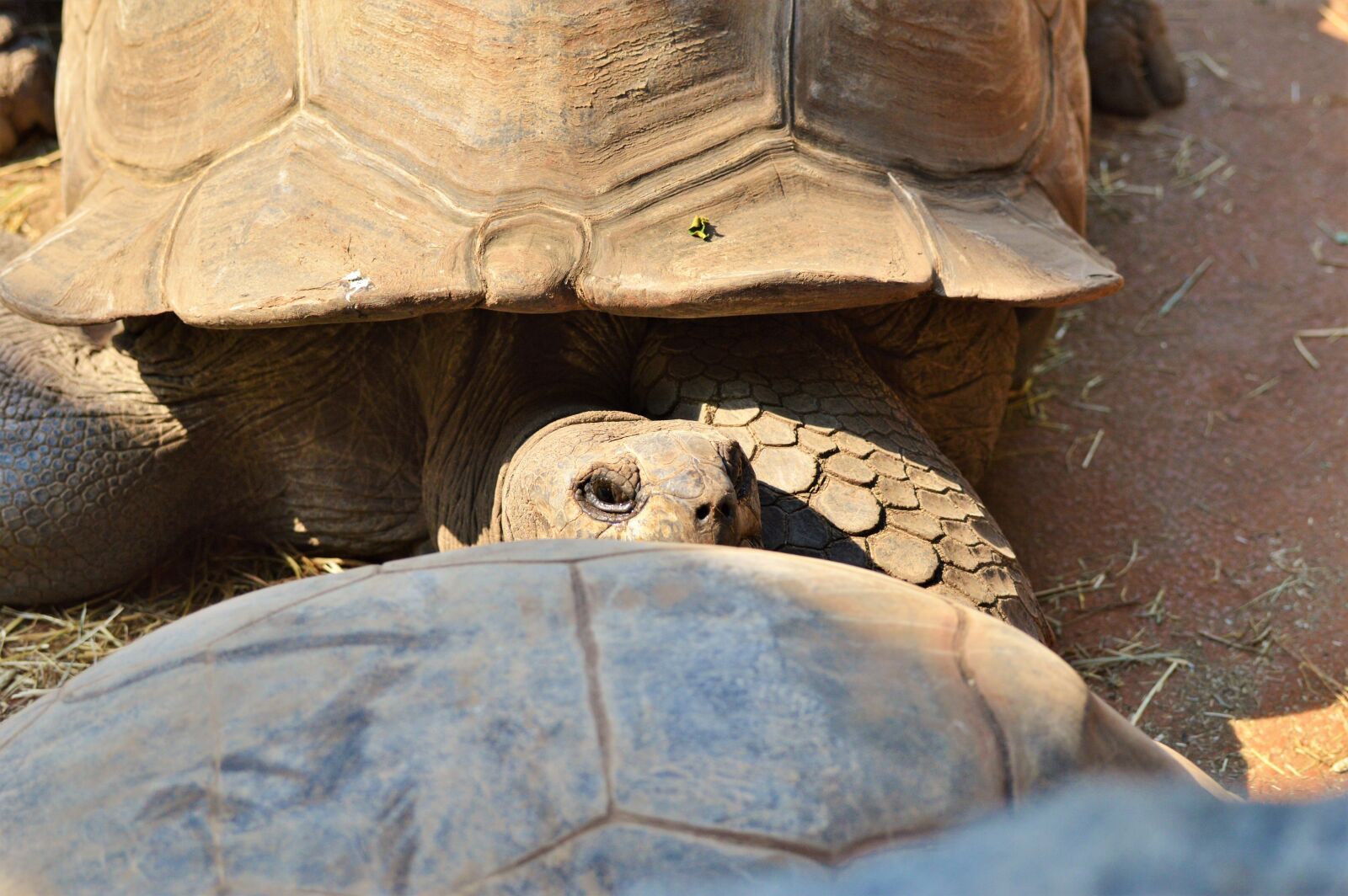 Nikon D3200 sample photo. Turtle, reptile, tortoise photography