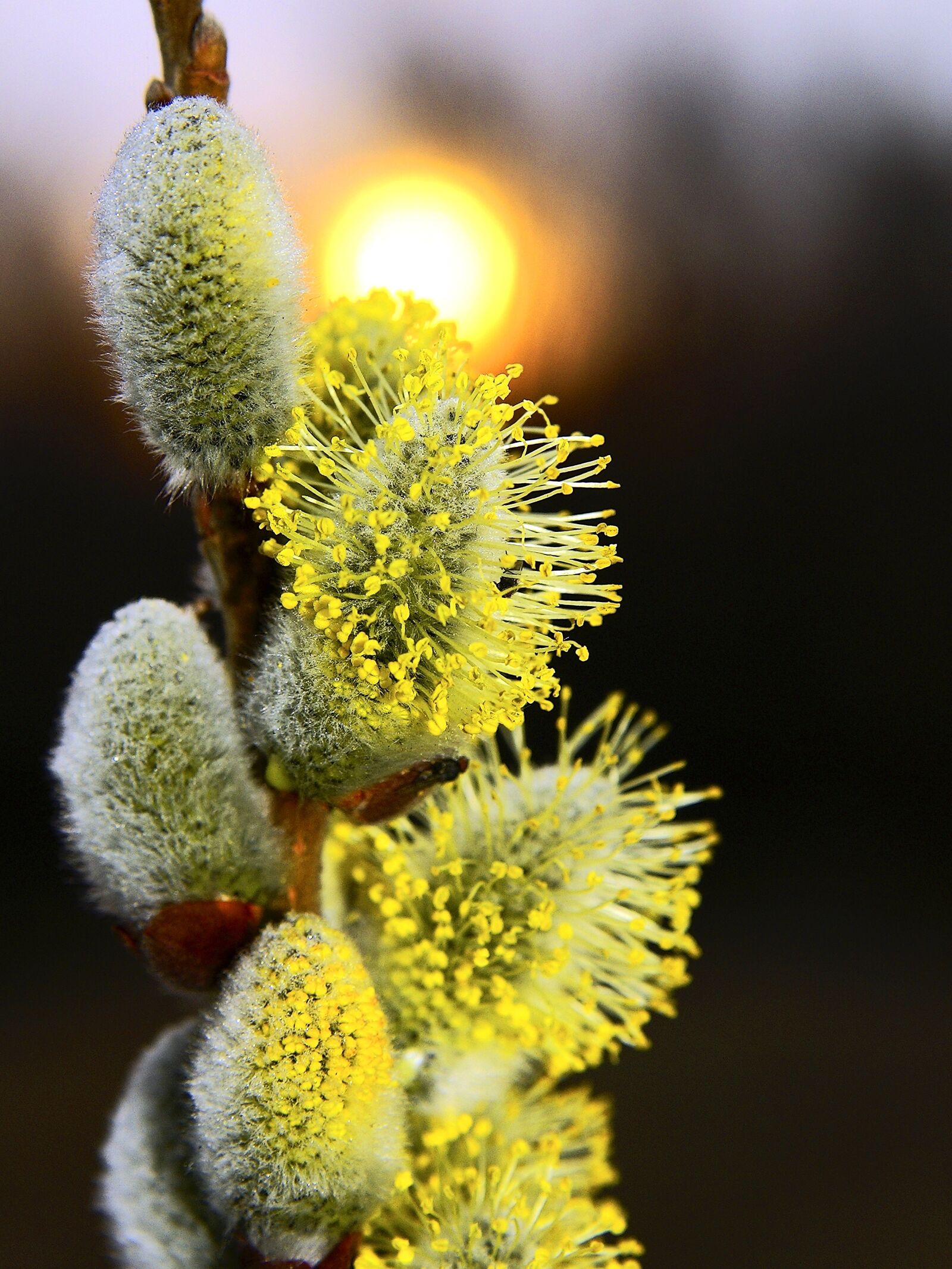 Sony Alpha DSLR-A100 sample photo. Verba, sun, spring photography