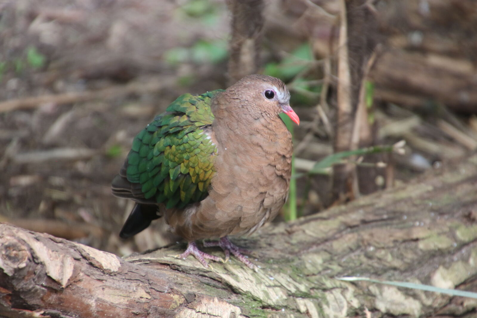 Canon EOS 7D Mark II sample photo. Animal, bark, bird, bush photography