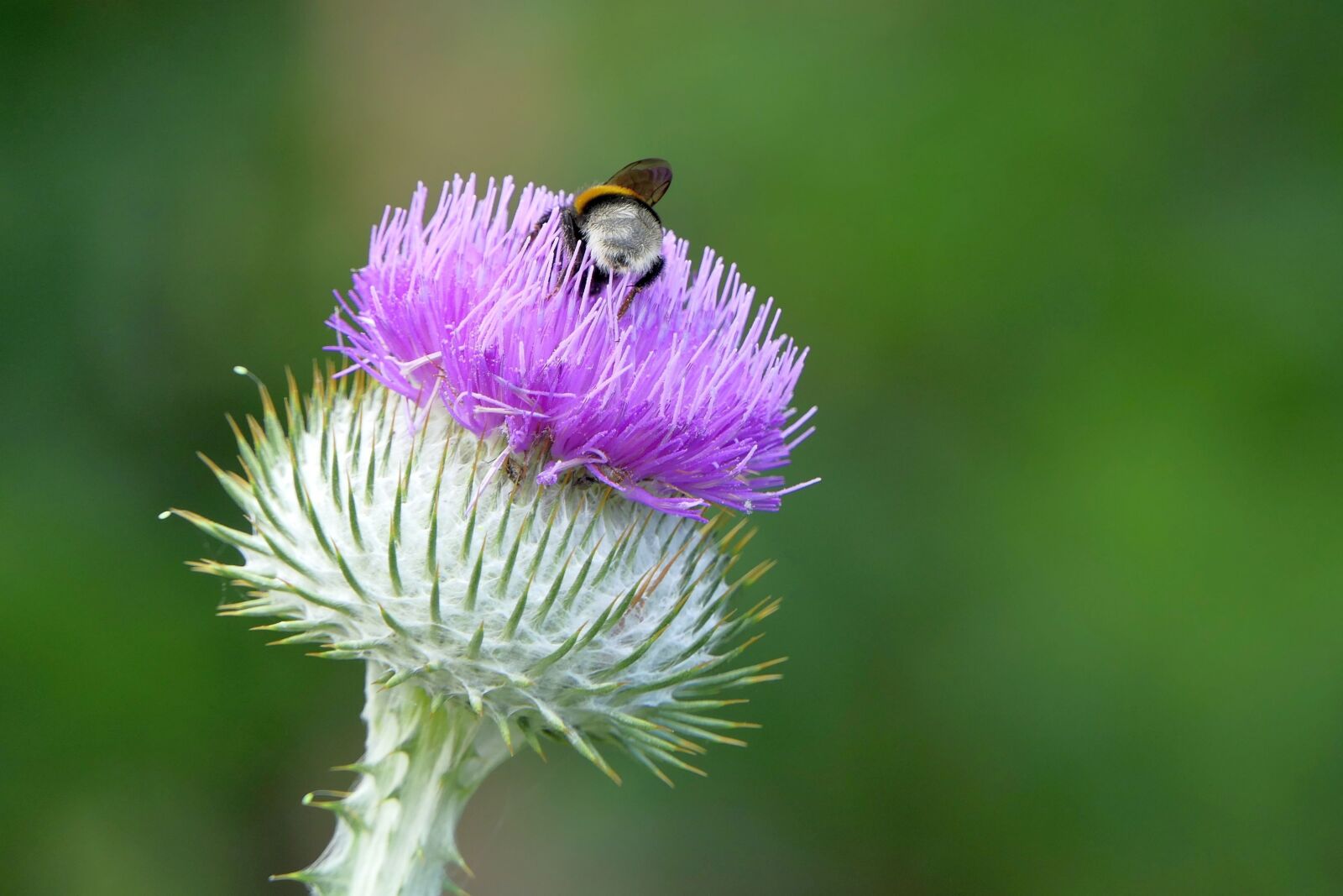 Panasonic Lumix DMC-FZ2500 (Lumix DMC-FZ2000) sample photo. Thistle, insect, nature photography