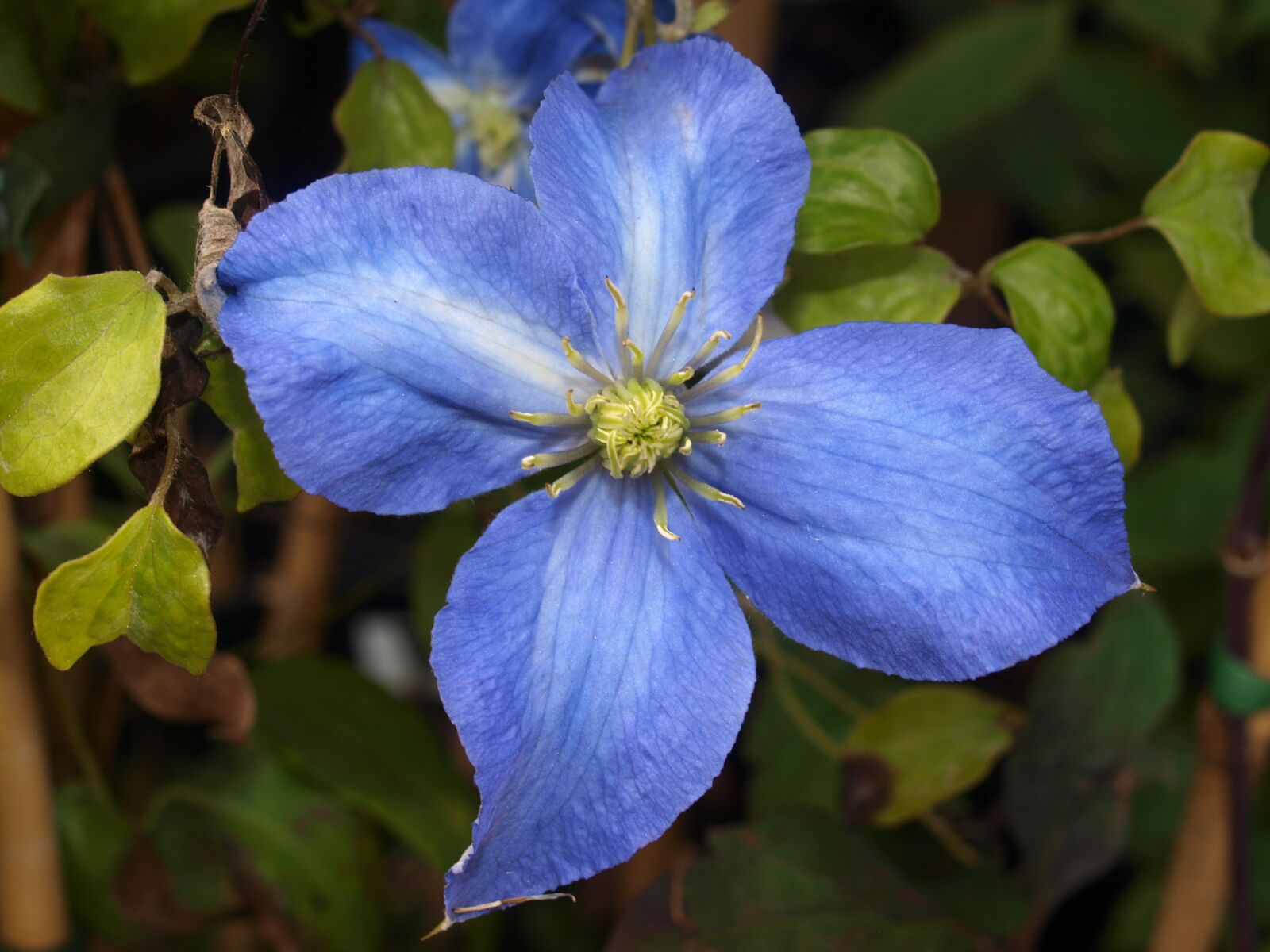 Olympus E-520 (EVOLT E-520) sample photo. Flower, clematis, bloom photography