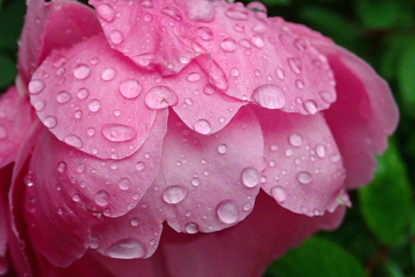 Olympus TG-5 sample photo. Rose, pink, bloom photography