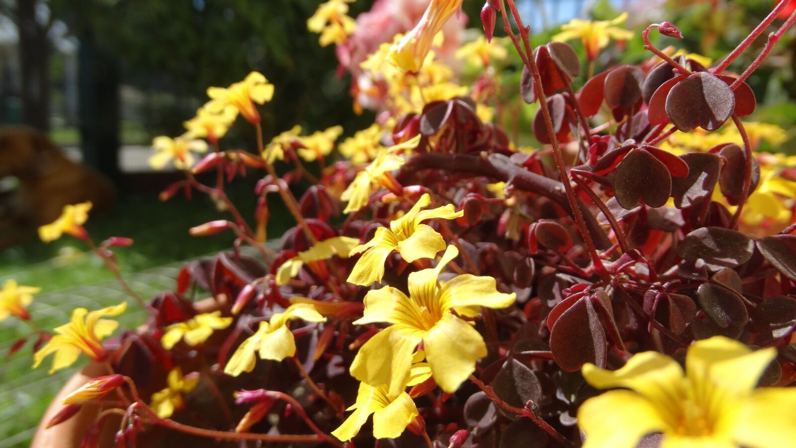 Sony Cyber-shot DSC-HX300 sample photo. Flowers, yellow, garden photography